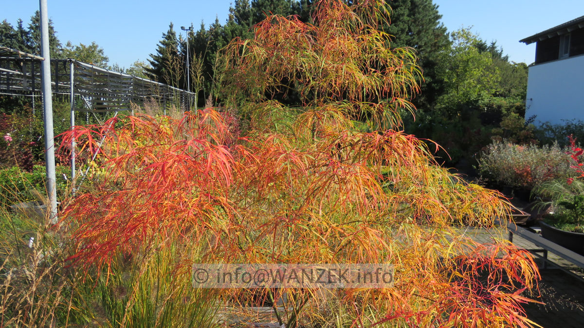 Acer palmatum Koto no ito - Herbst 2015 001.JPG